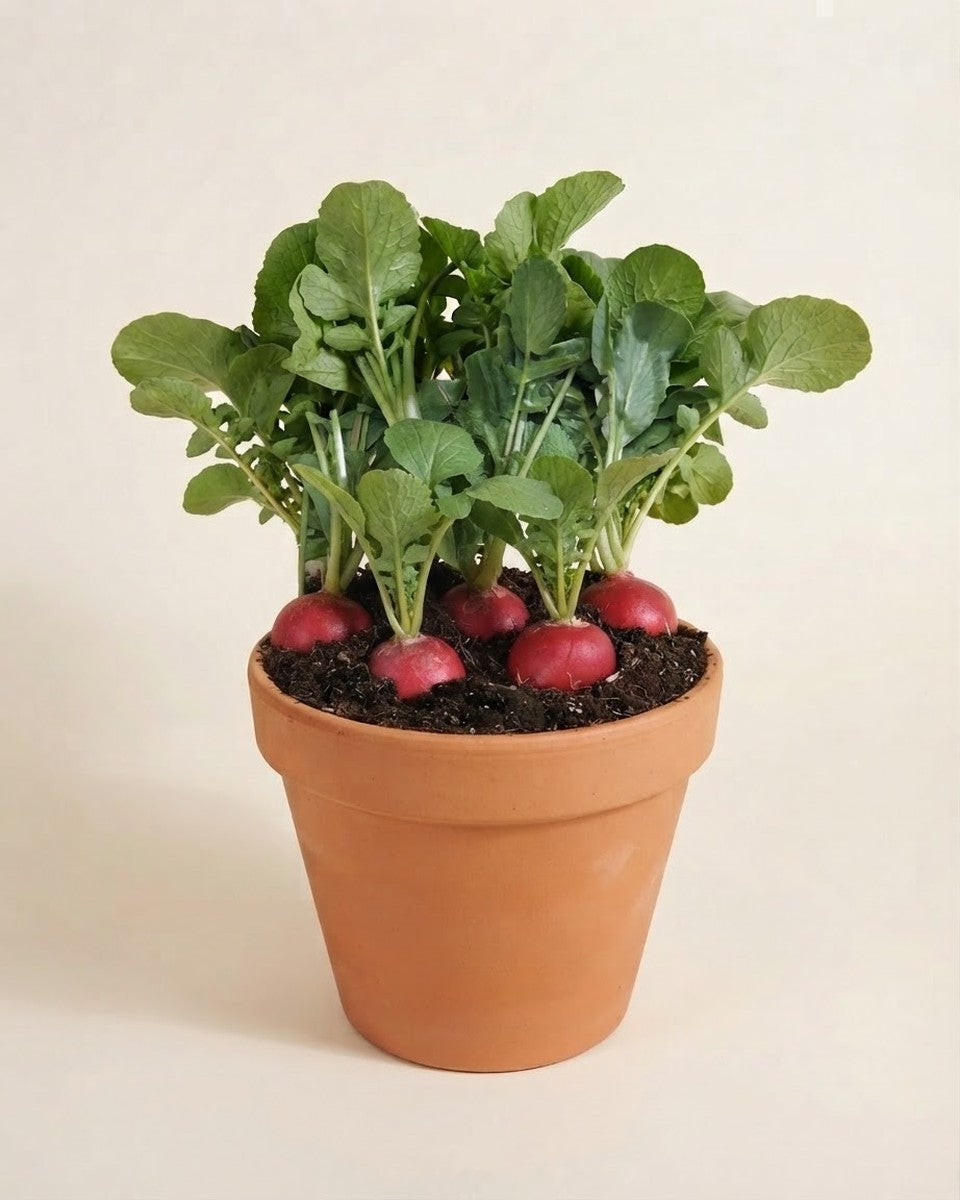 Radish