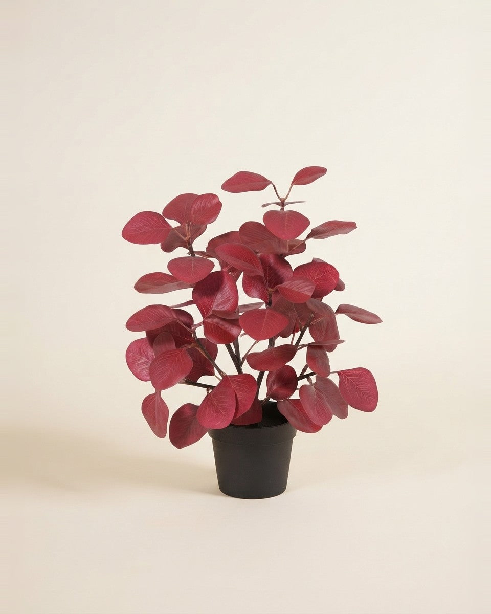 Red Eucalyputs potted plant 55ivs