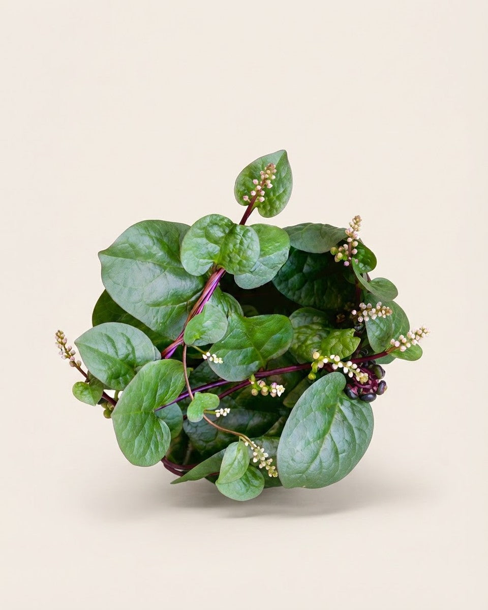 Red Malabar Spinach