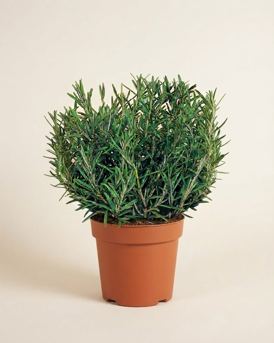 Rosemary Seeds روز ماري