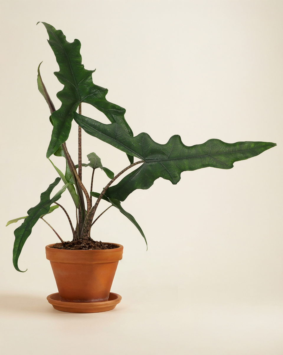 Alocasia Sabrina Narrow نبات داخلي ألوكاسيا سابرينا