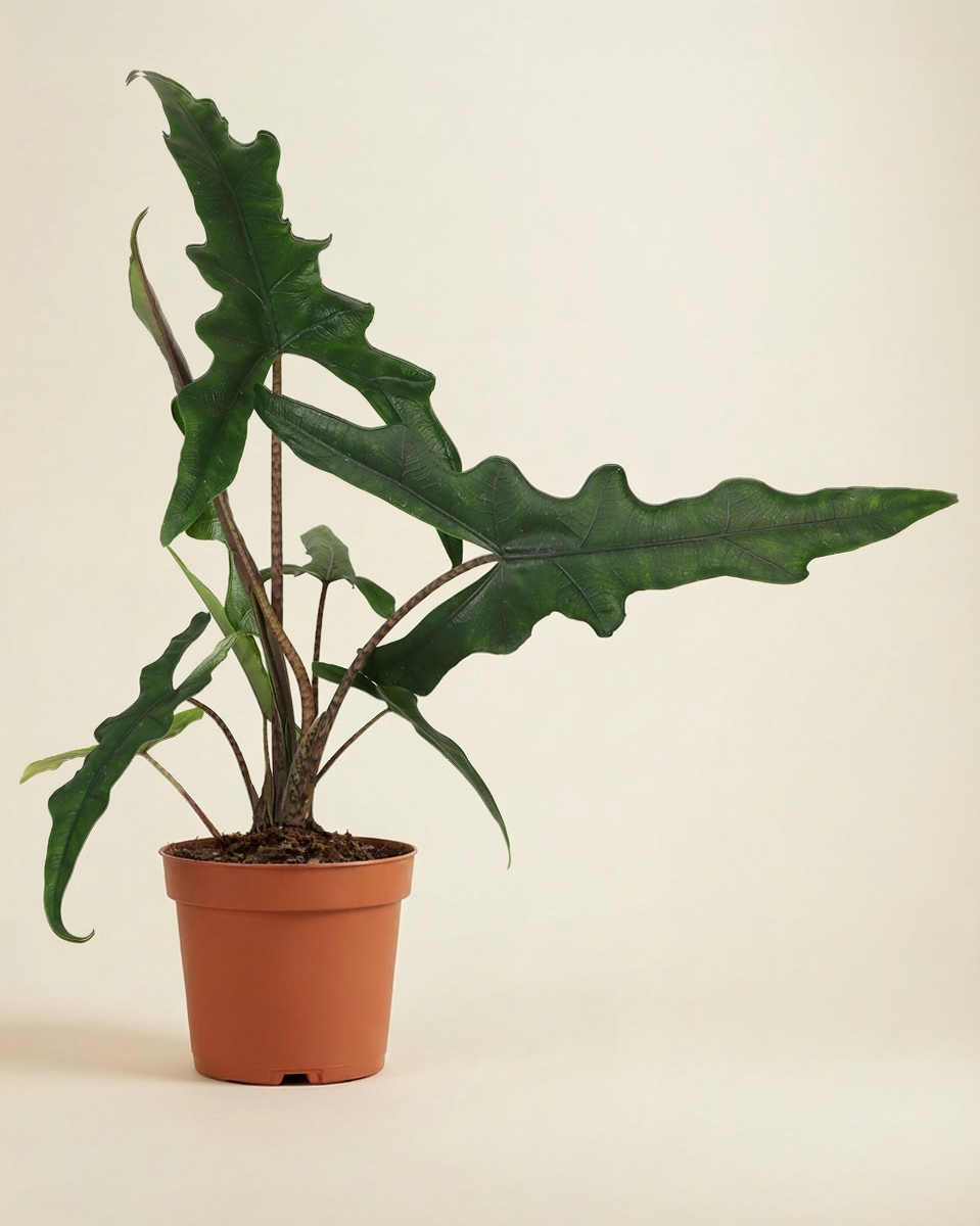 Alocasia Sabrina Narrow نبات داخلي ألوكاسيا سابرينا