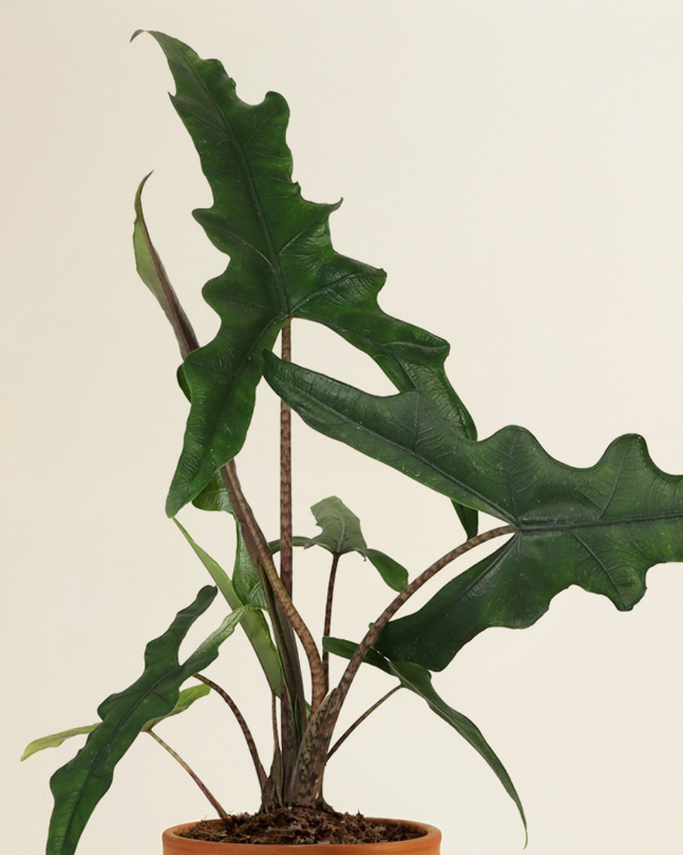 Alocasia Sabrina Narrow نبات داخلي ألوكاسيا سابرينا