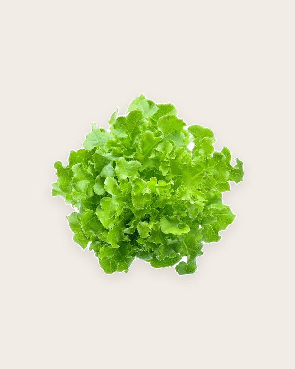 Salad Bowl Leaf Lettuce Seeds بذور خس الأوراق