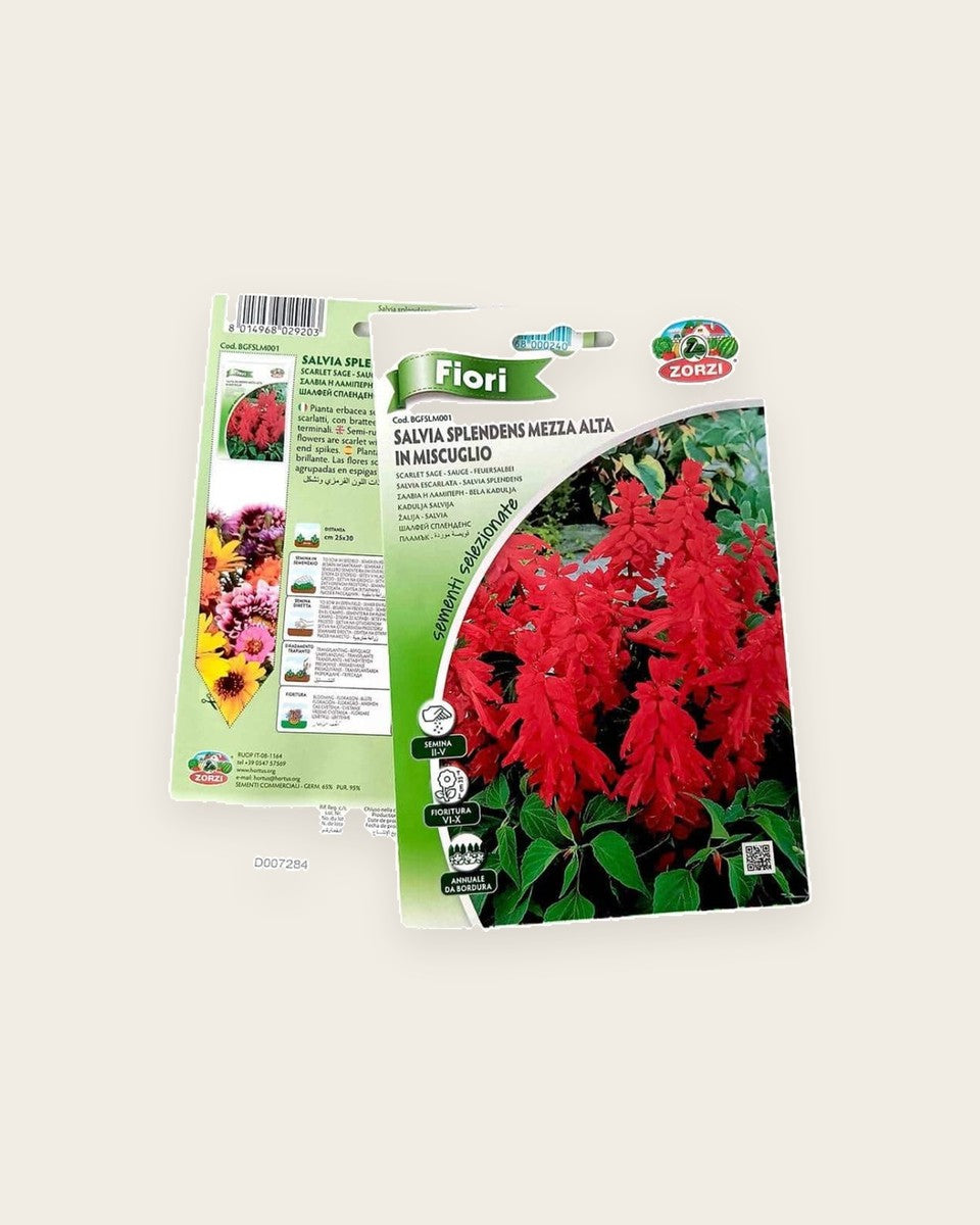 Salvia Flower Seeds