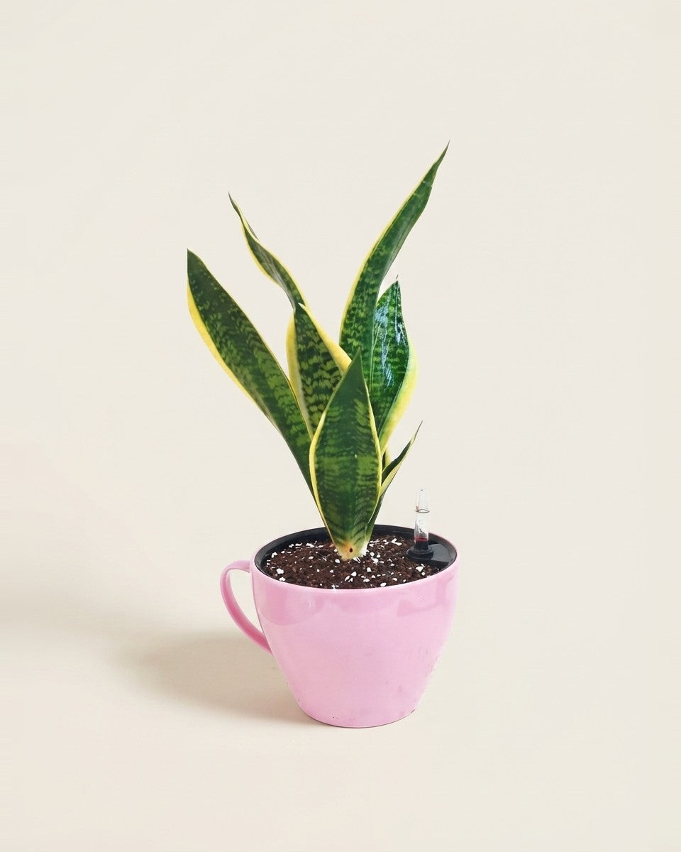 Sansavera With Pink Pot