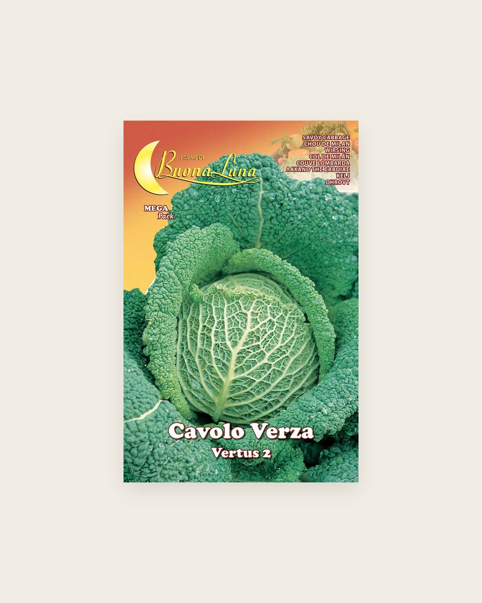 Savoy Cabbage 'Milano' Seeds كرنب ميلانو