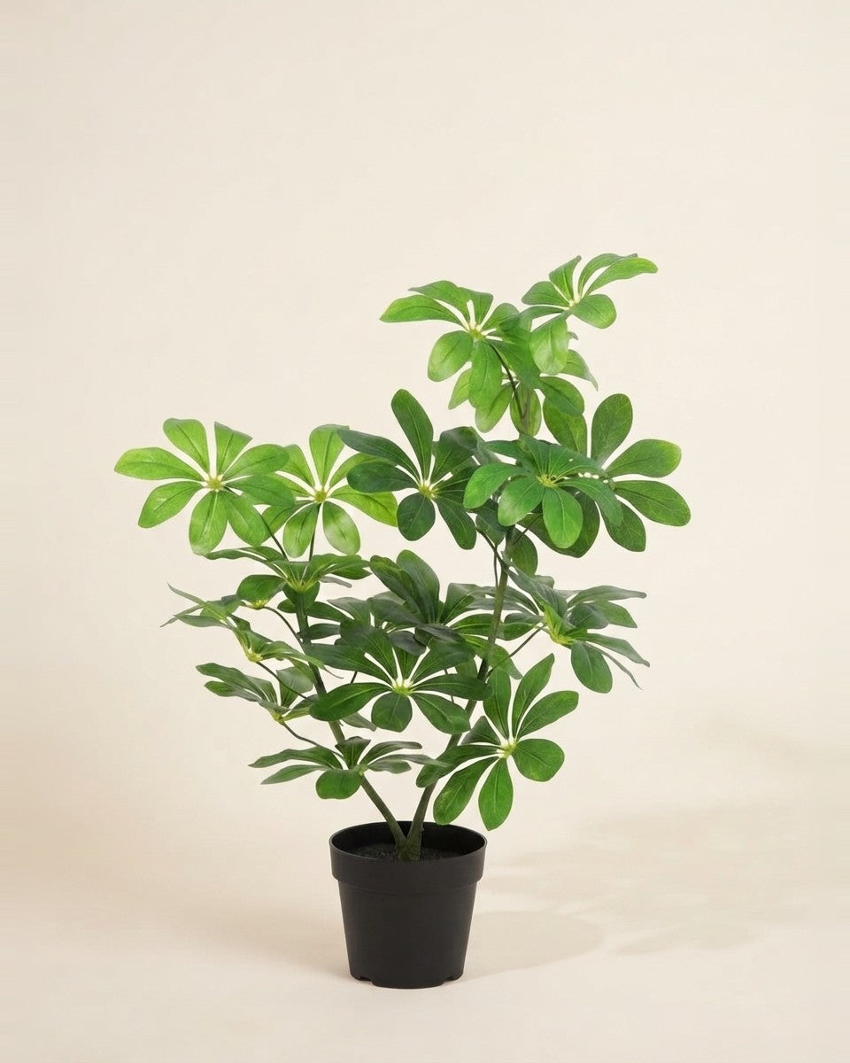 Schefflera vine201vs potted plant شفليرا