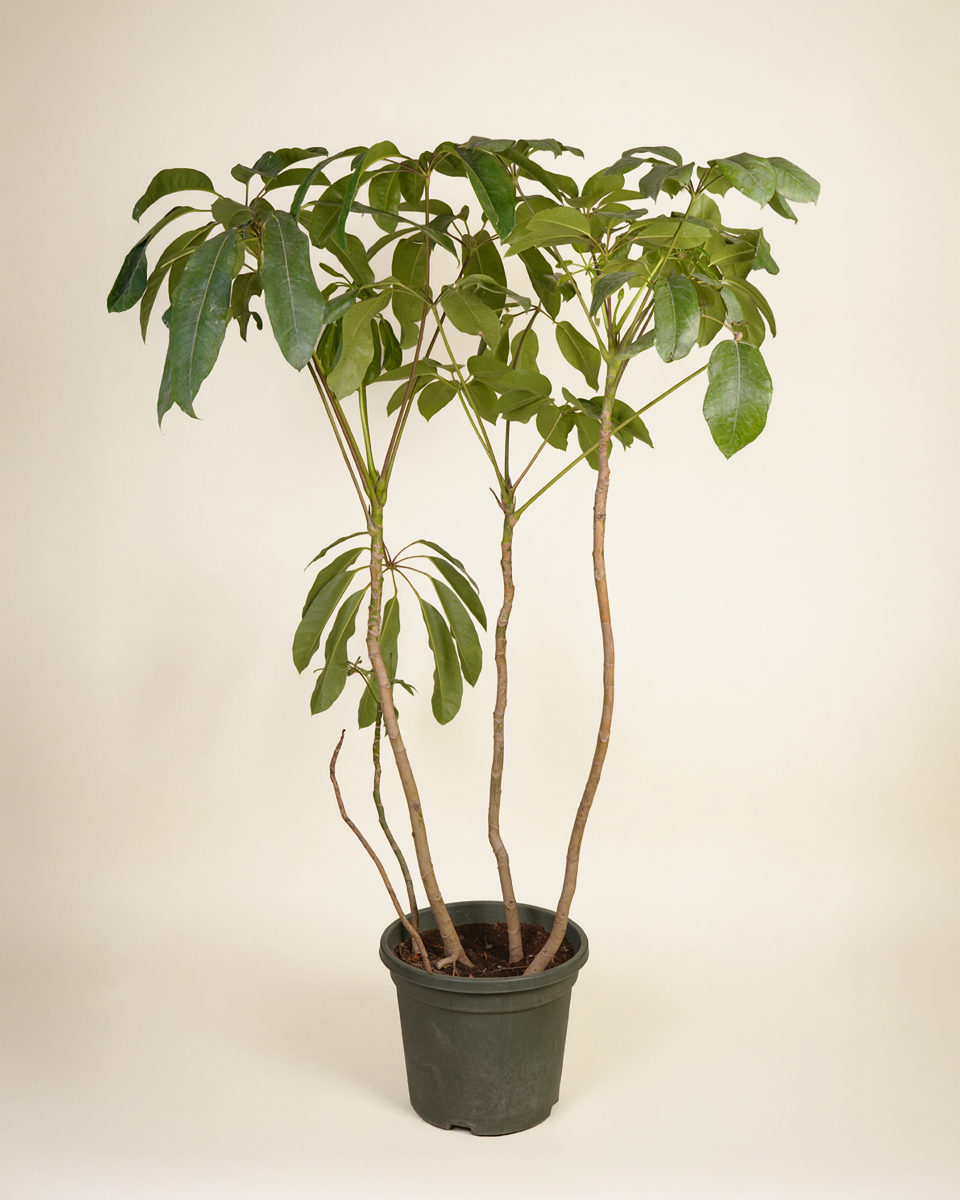 Schefflera Actinophylla Amate (Umbrella plant)