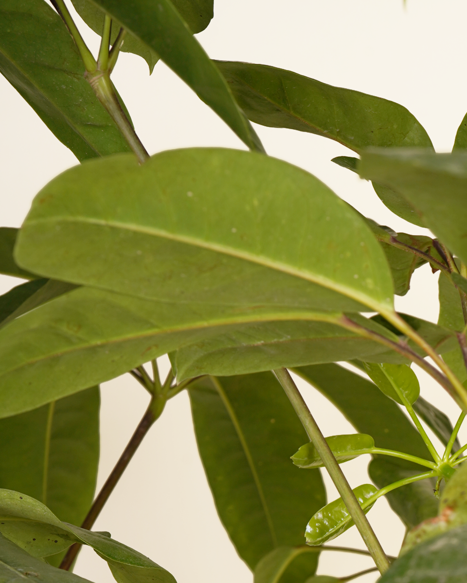 Schefflera Actinophylla Amate (Umbrella plant)