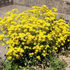 Alyssum Golden Basket - supplier photo