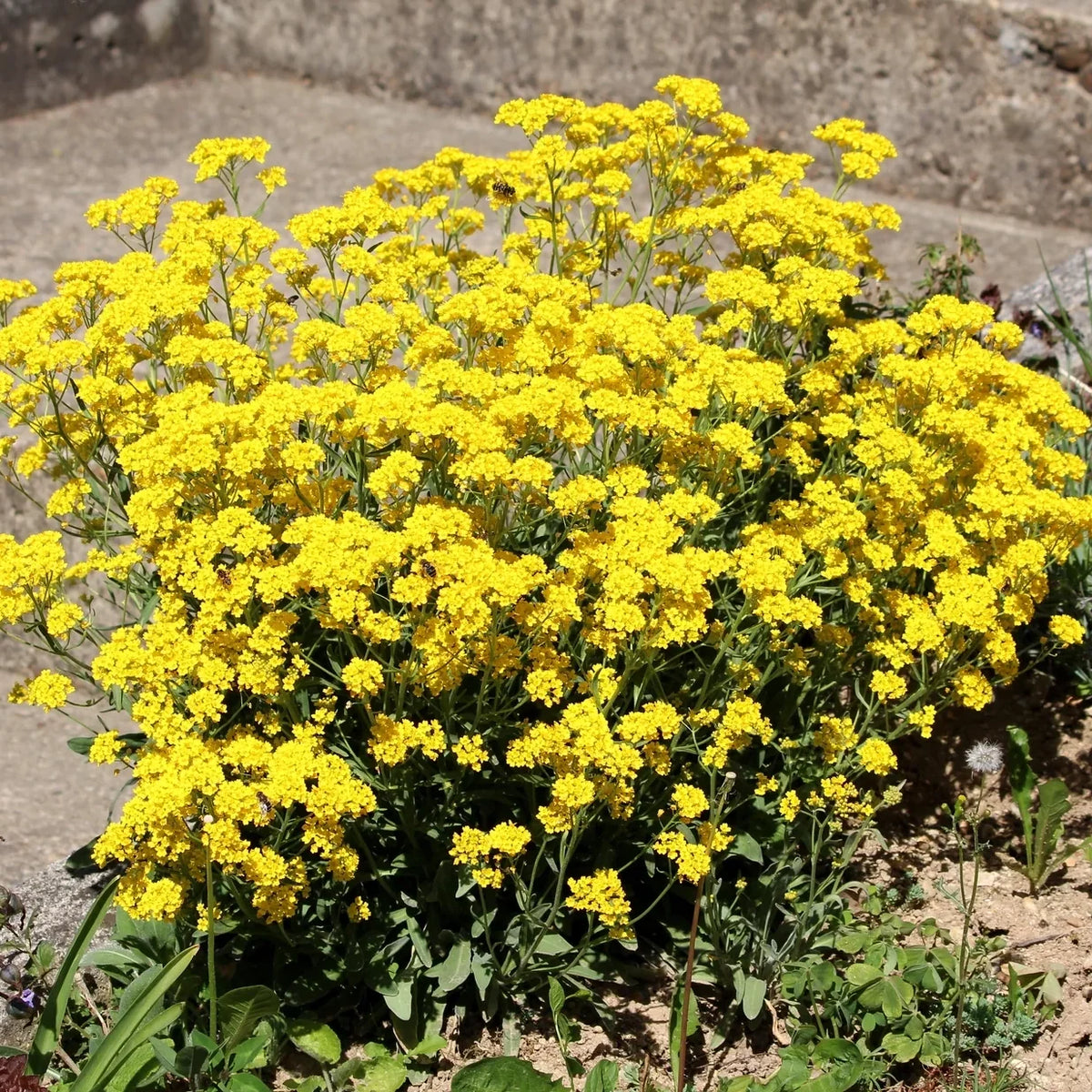 Alyssum Golden Basket - supplier photo