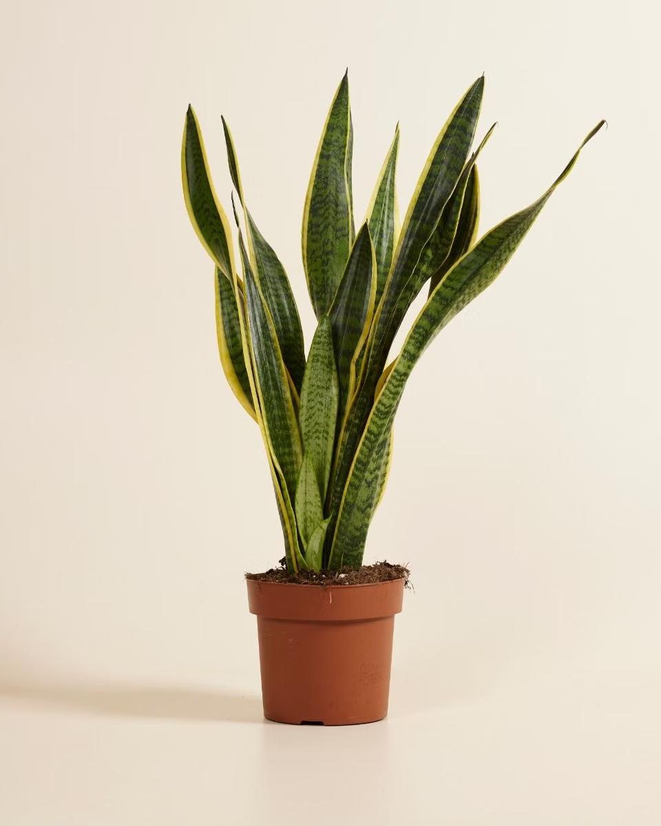 Sansevieria - Snake plant نبتة جلد النمر