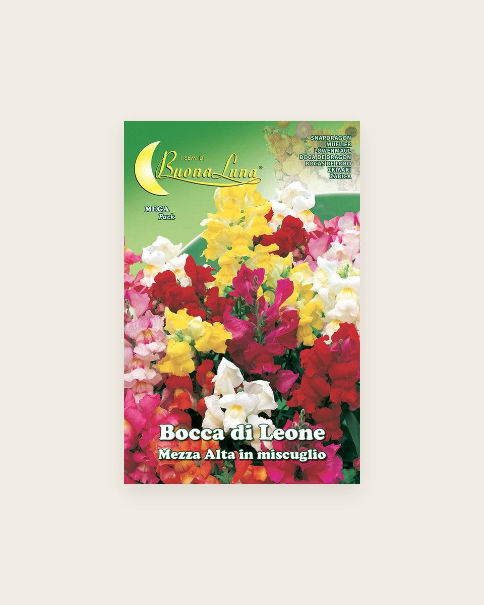 Snapdragon 'Tall' (Antirrhinum Majus) أنف العجل