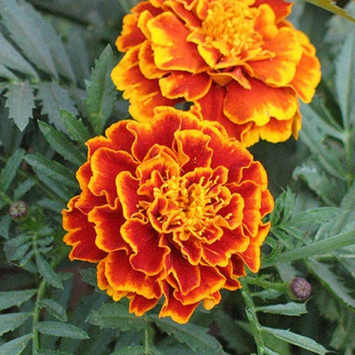 Marigold Sparky Mixture - supplier photo