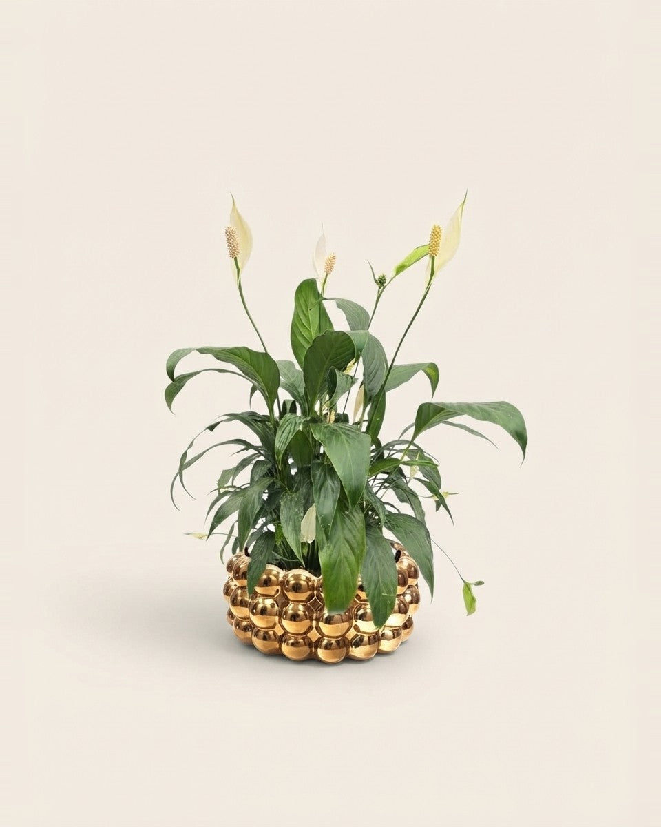 Spathiphyllum With Golden Pot