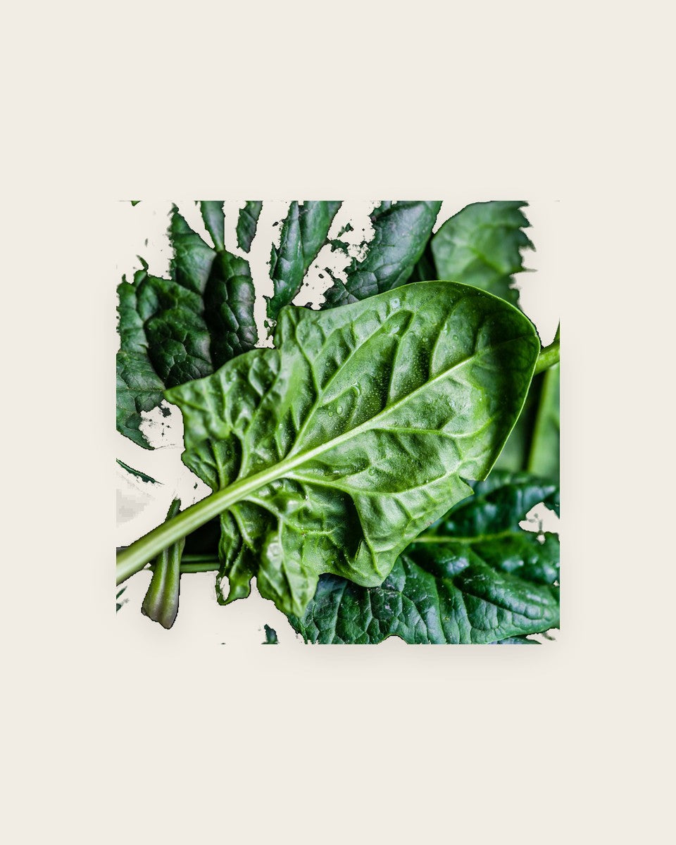 Spinach Bloomsdale