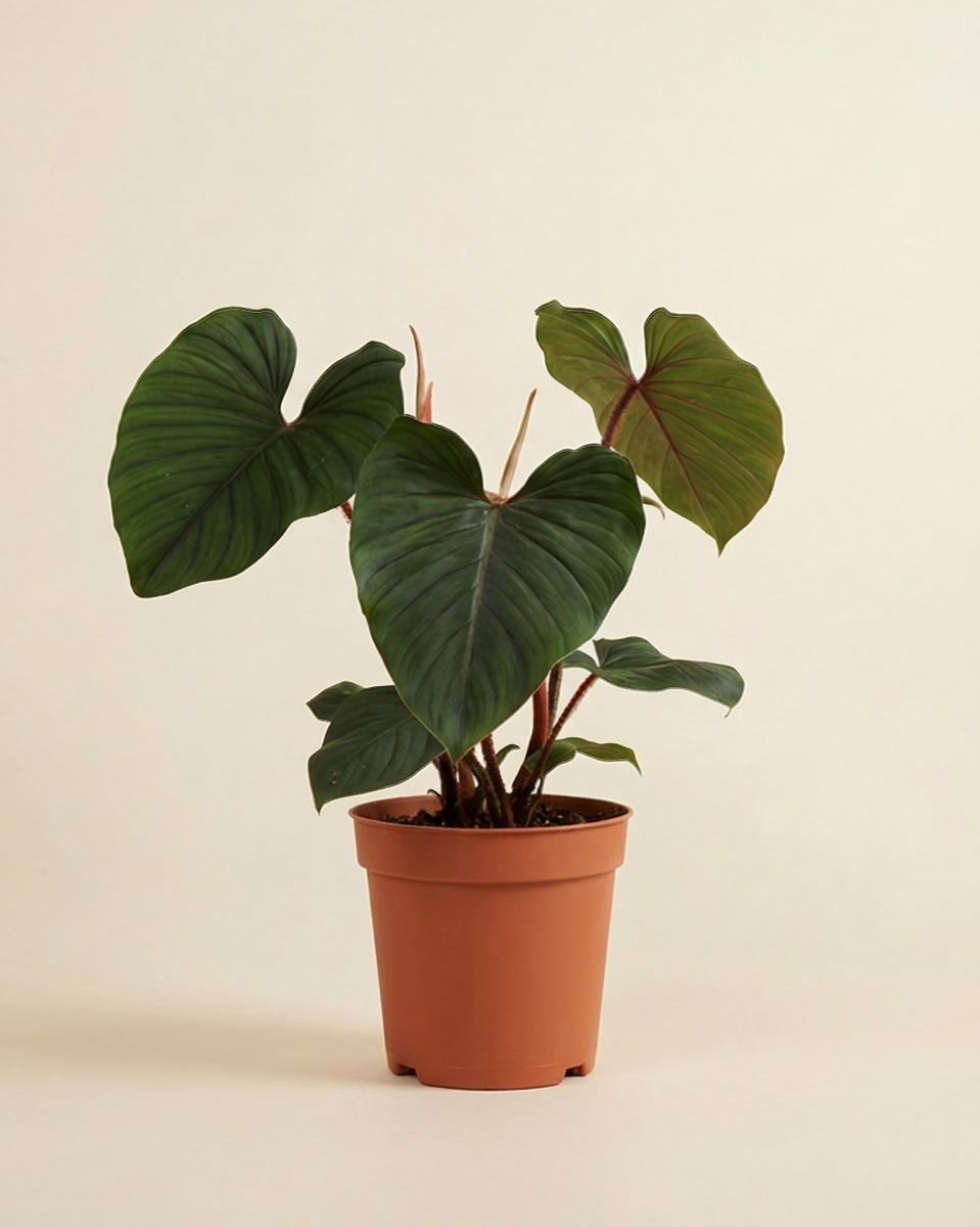 Philodendron Squamiferum x Serpens فيلوديندرون