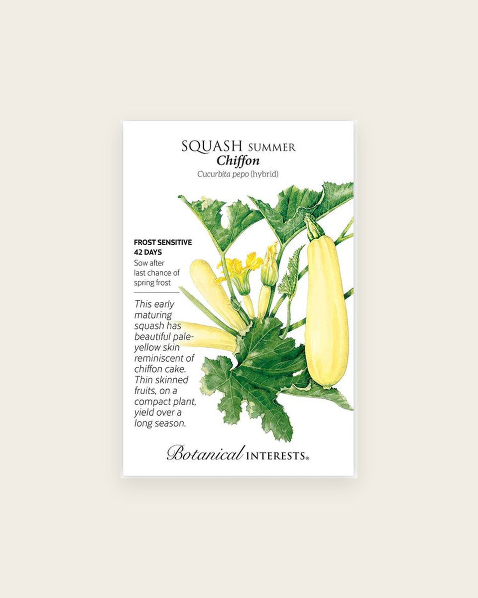 Squash, Chiffon Summer Squash Seeds