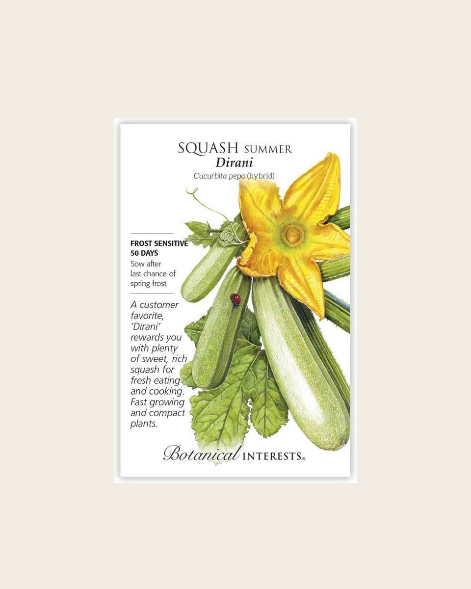 Squash, Dirani Summer Squash Seeds