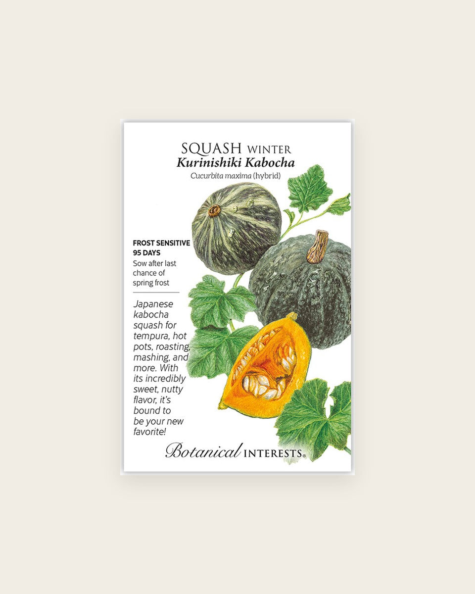 Squash, Kurinishiki Kabocha Winter Squash Seeds