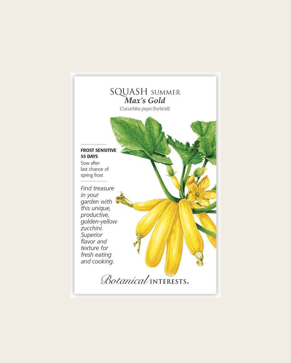 Squash, Max’s Gold Summer Squash Seeds