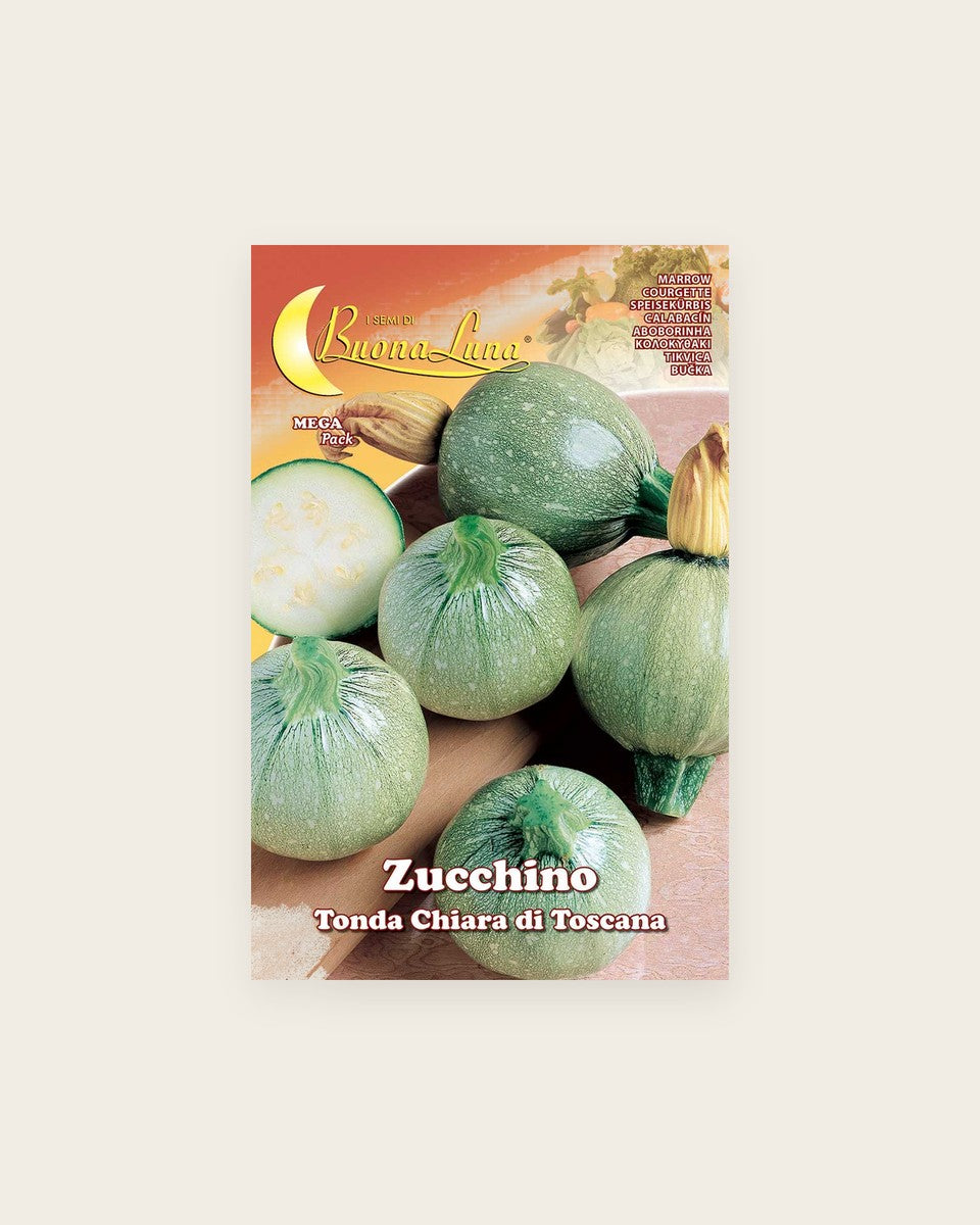 Squash 'Tonda Chiara Toscana' (Round Tuscan)