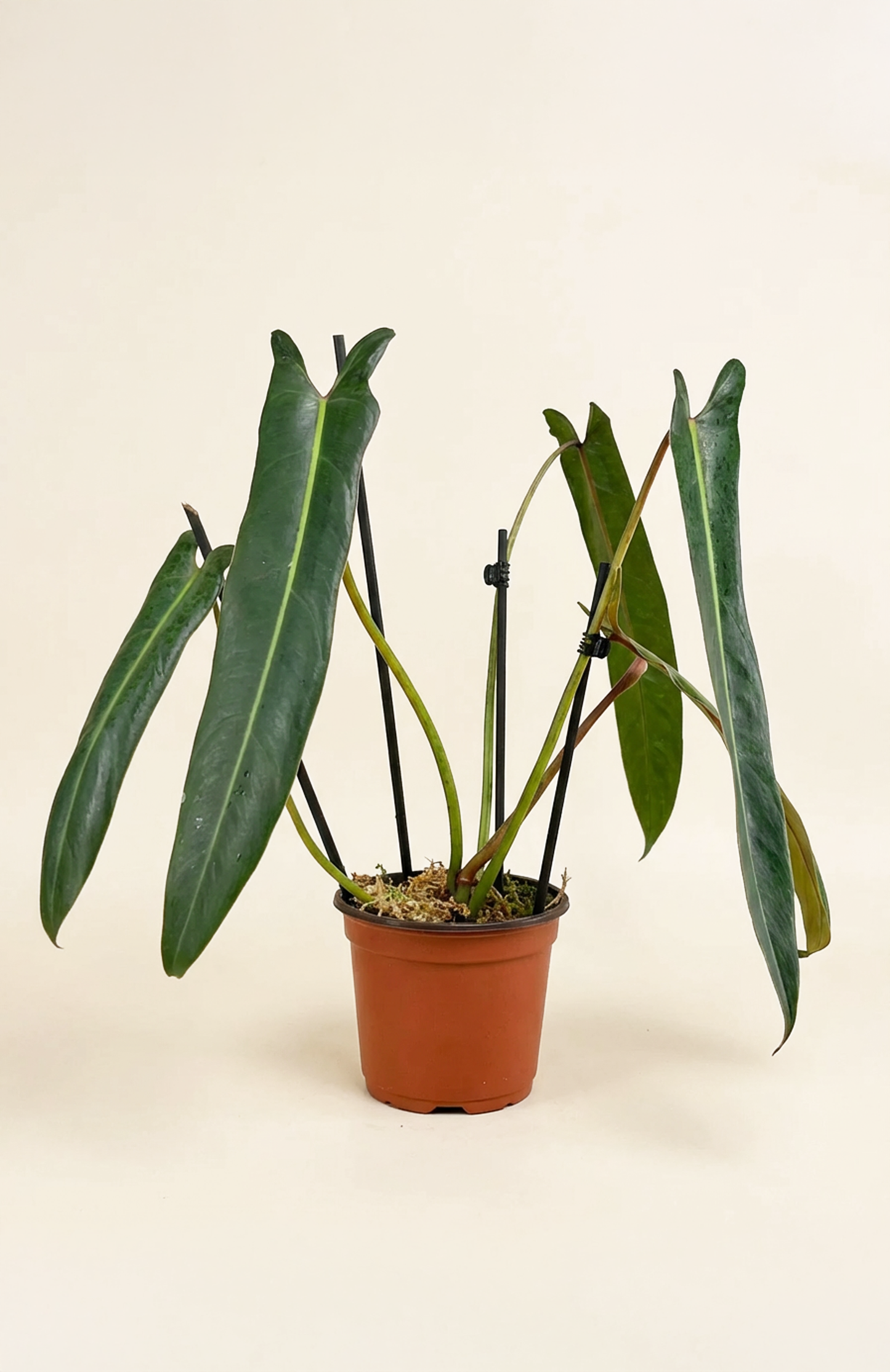 Philodendron Spiritus Sancti (Mature) فيلوديندرون