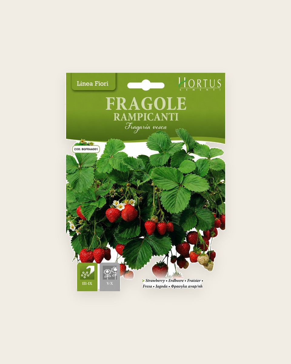 Strawberry "Fragole Rampicanti" Seeds بذور الفراولة "فراغولي رامبيكانتي"