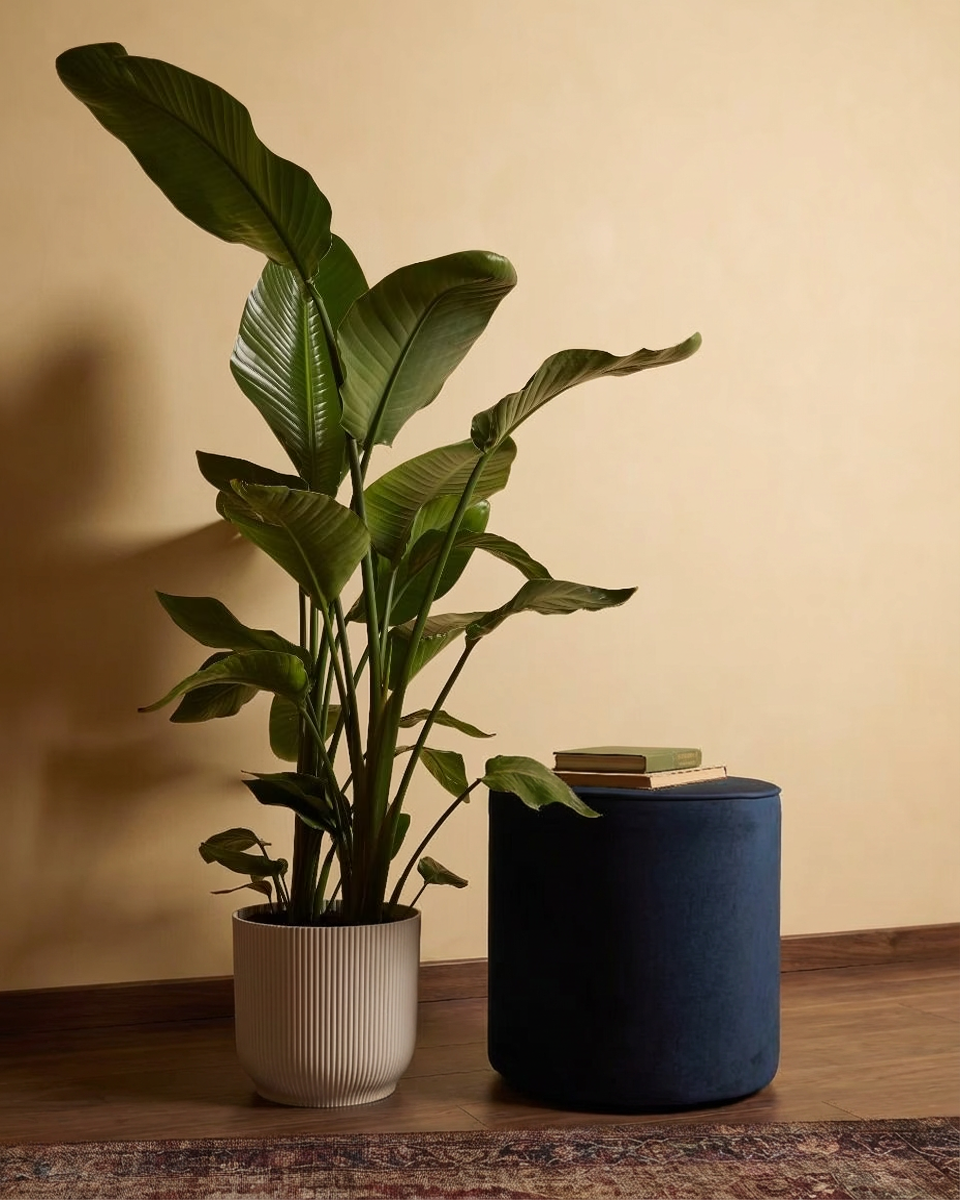 Bird of Paradise  ستيرليتزيا عصفور الجنة