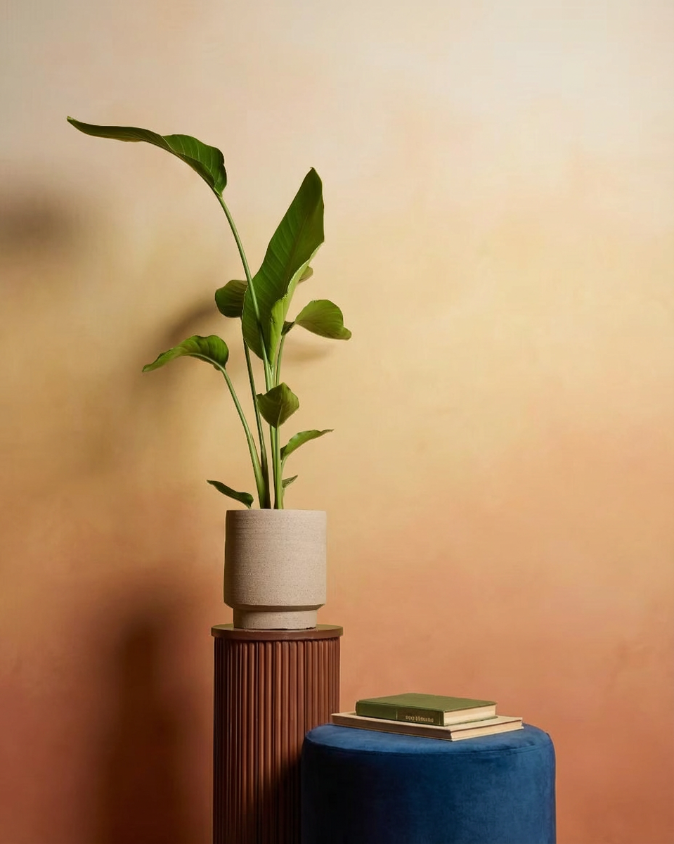 Strelitzia Nicolai (Bird of Paradise) ستيرليتزيا عصفور الجنة