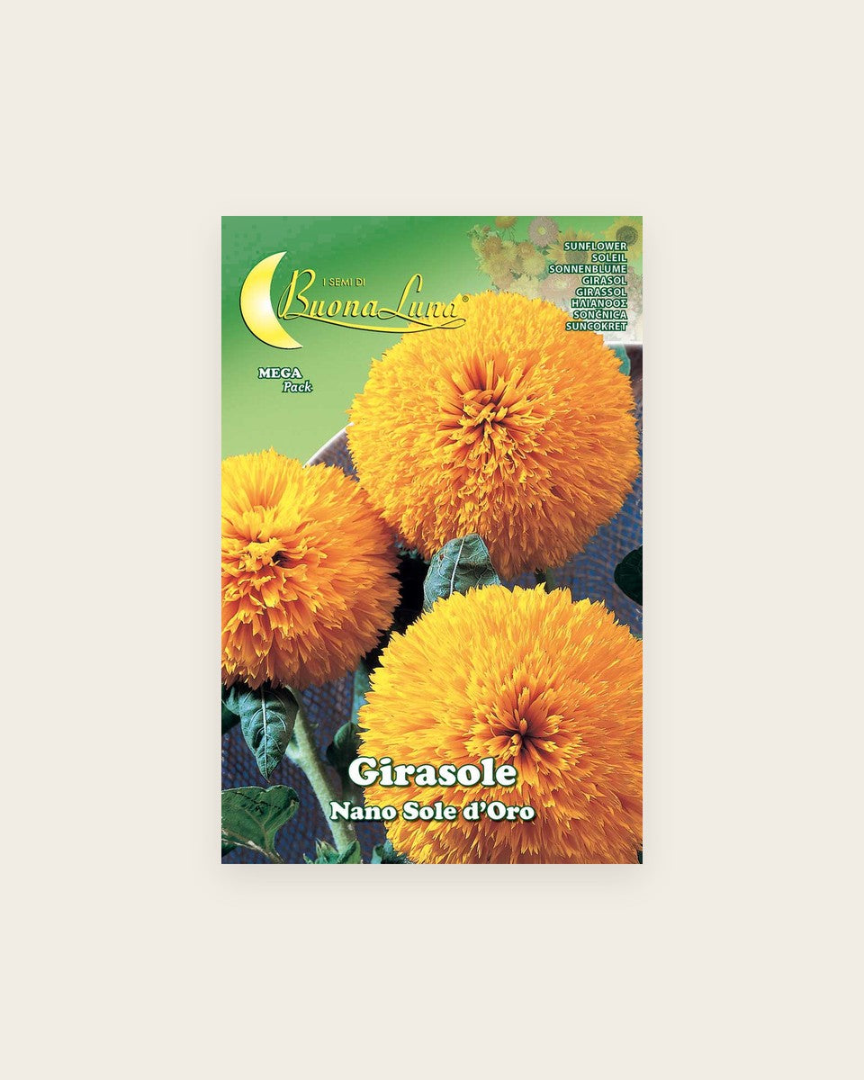 Sun Flowers