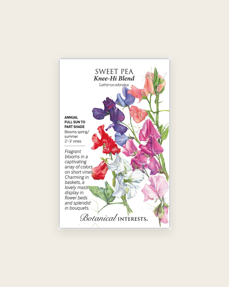 Sweet Pea, Knee-Hi Blend Sweet Pea Seeds