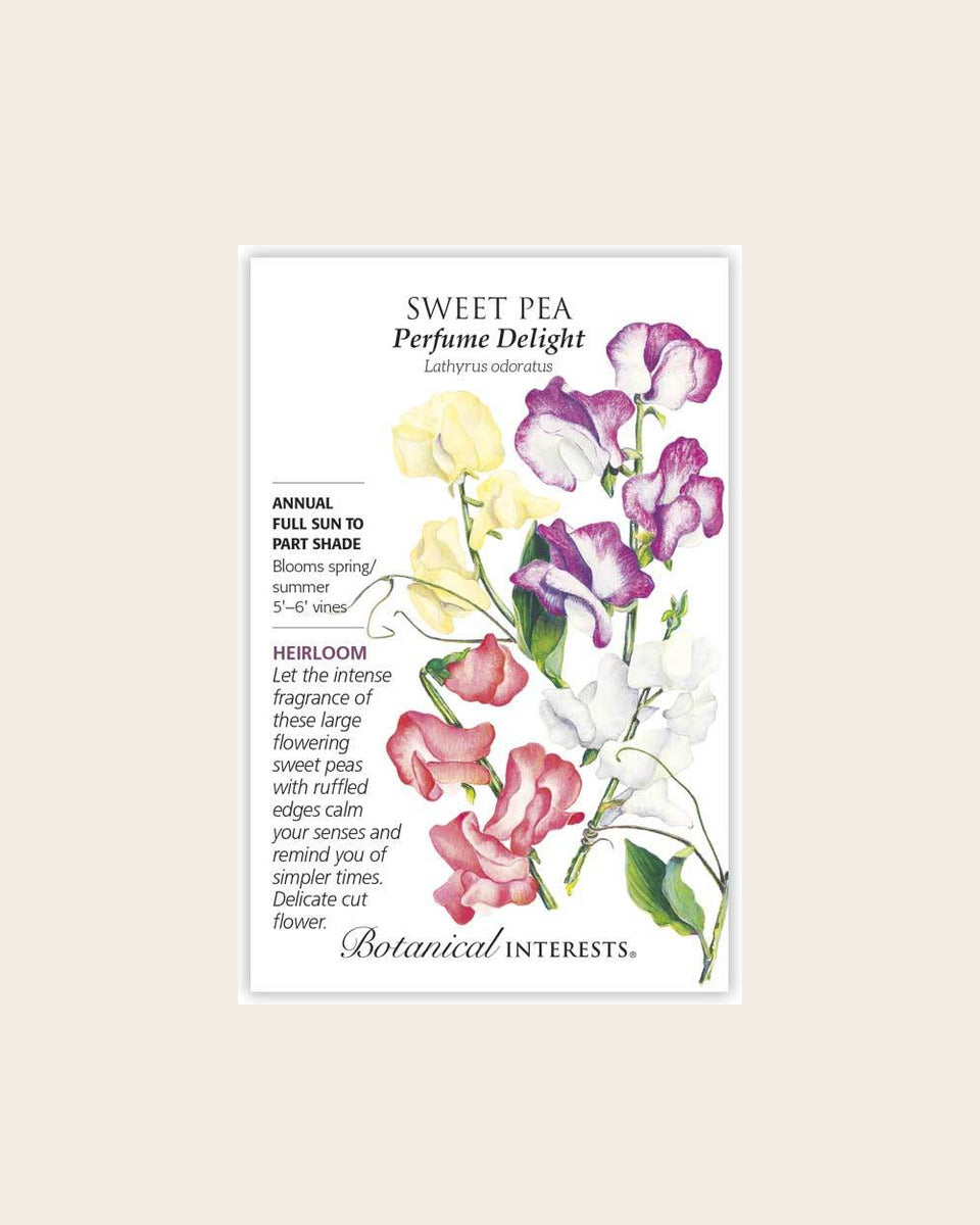 Sweet Pea, Perfume Delight Sweet Pea Seeds Heirloom