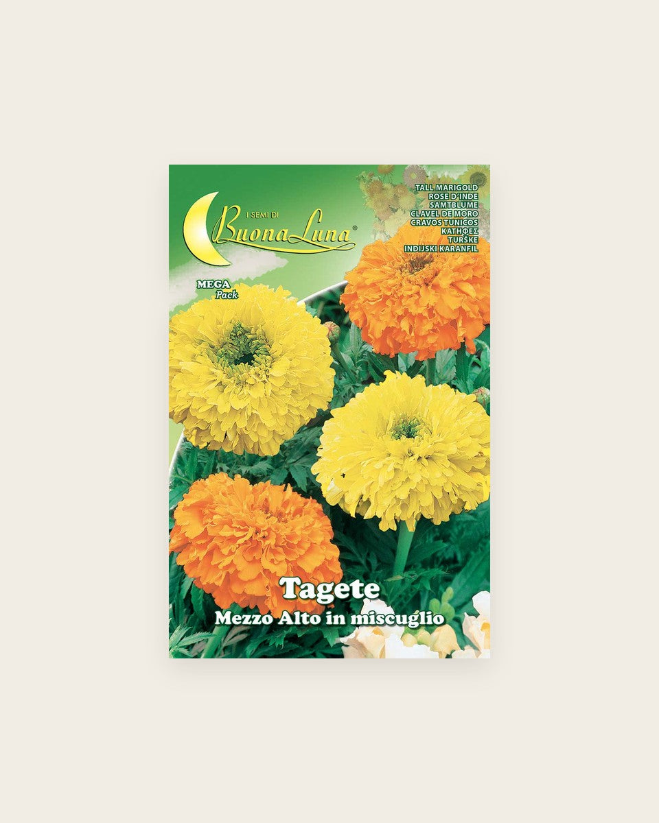 Tall Marigold قطيفة