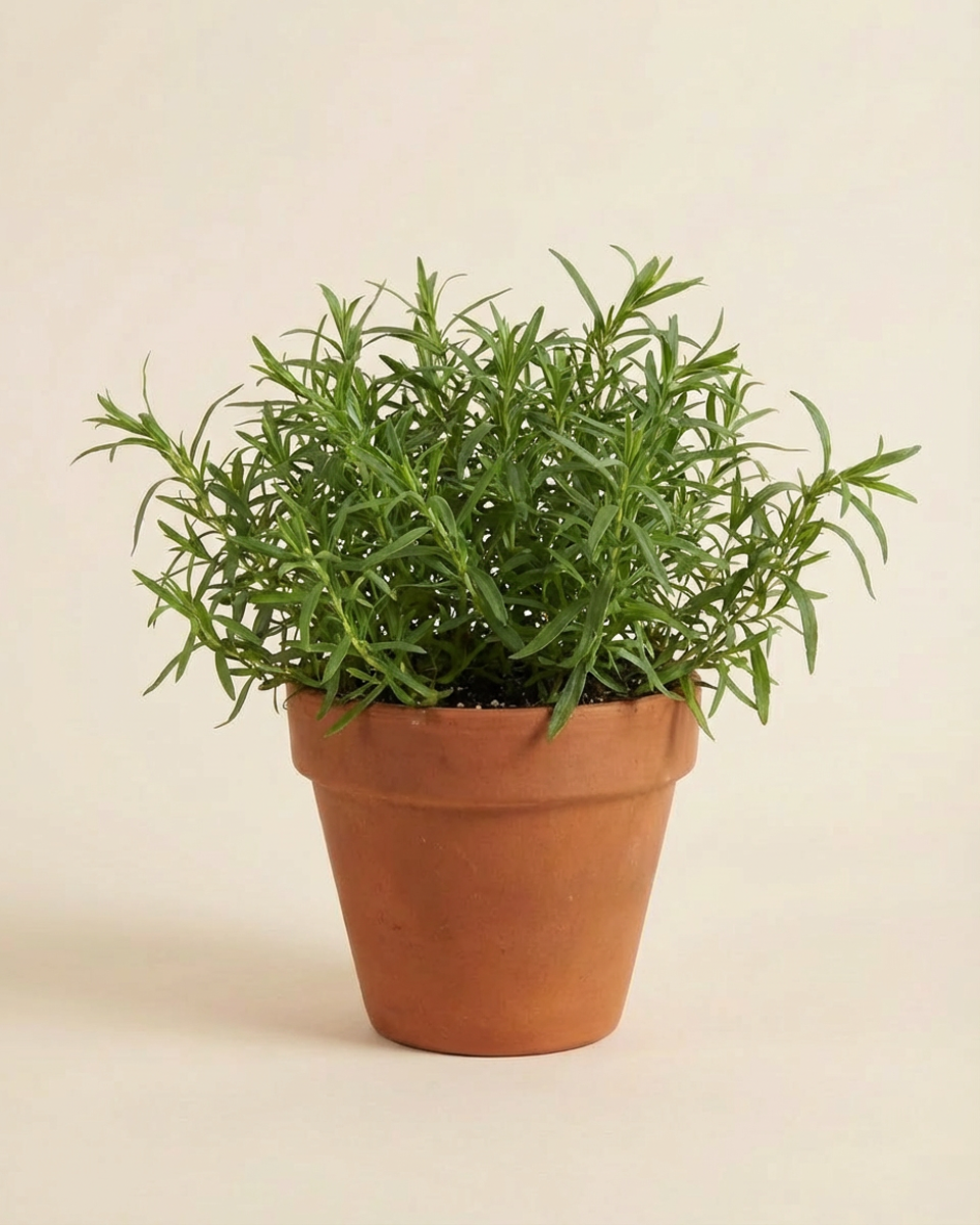 Wild Tarragon طرخون