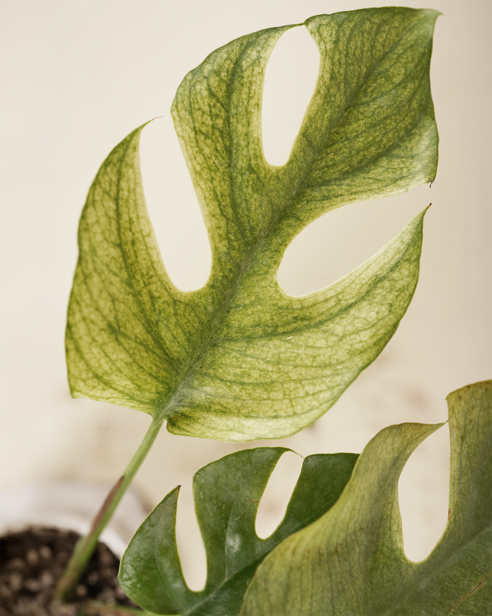 Rhaphidophora Tetrasperma “White Monster”