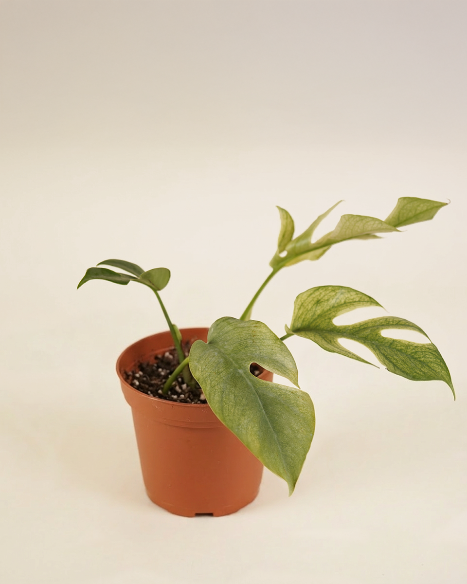 Rhaphidophora Tetrasperma “White Monster”