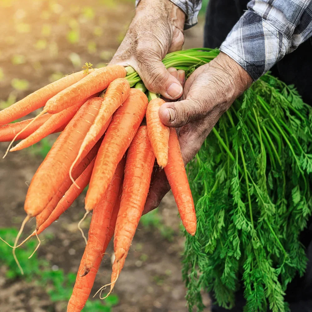 Carrot Tendersweet - supplier photo