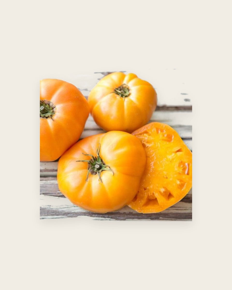 Tomato Amana Orange برتقال
