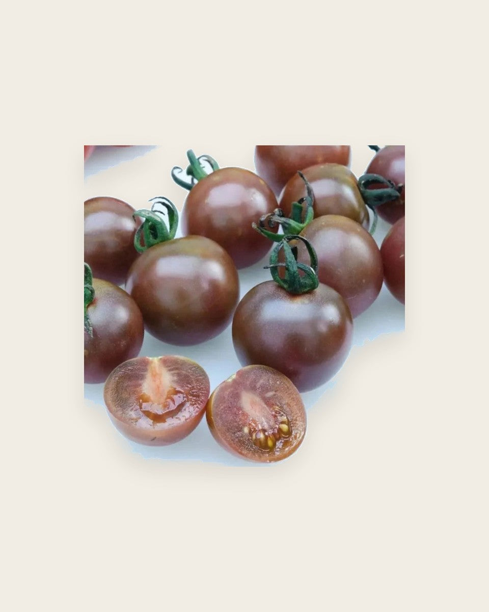 Tomato Chocolate Cherry