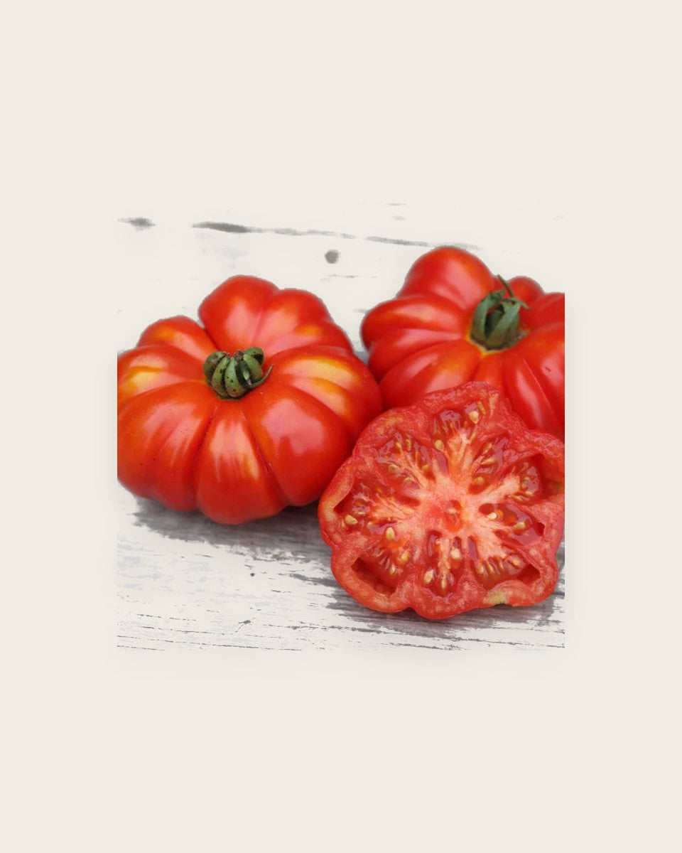 Tomato Costoluto Genovese