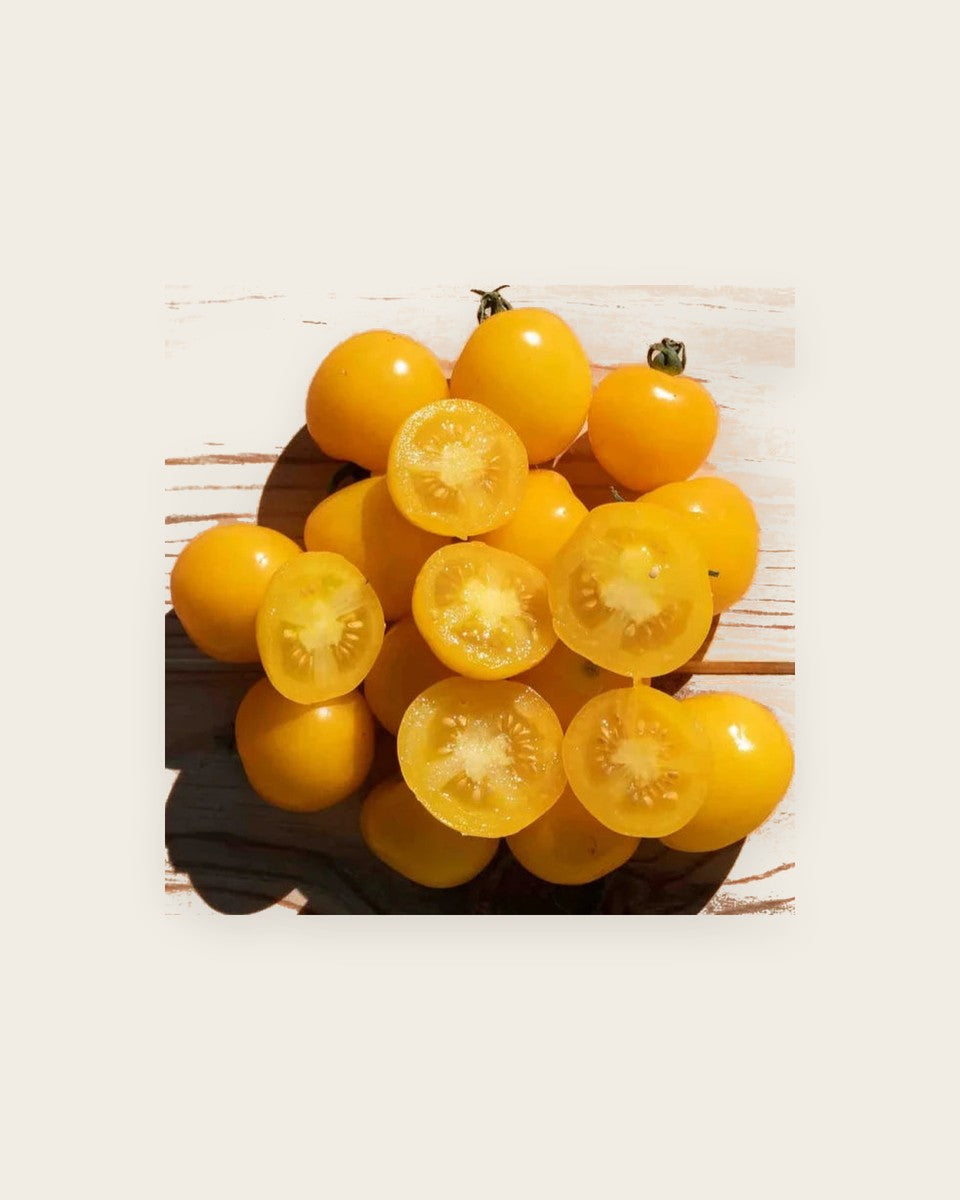 Tomato Golden Nugget
