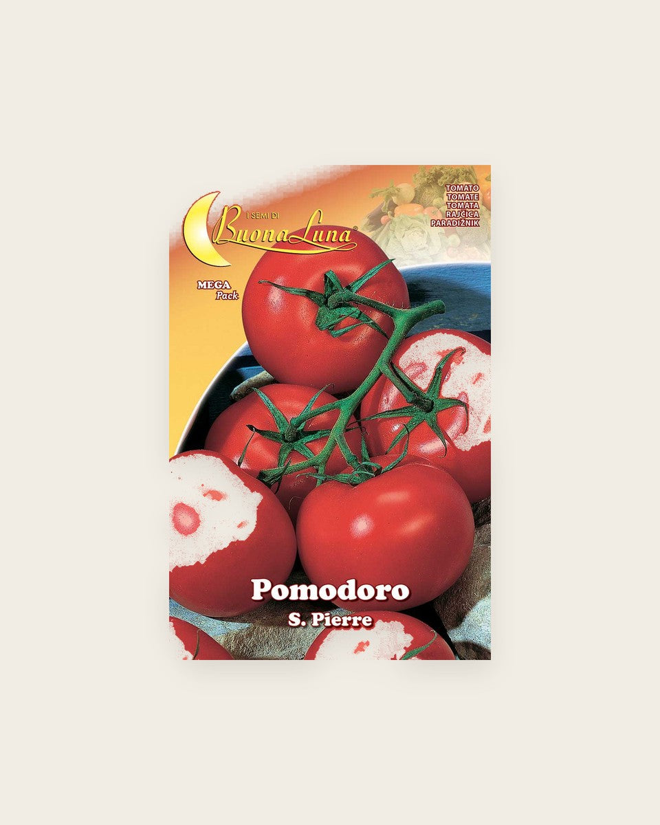 Tomato 'St. Pierre'