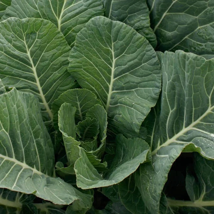 Collards Vates - supplier photo