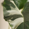Alocasia Macrorrhiza Variegated ألوكاسيا ماكروريزا فاريغيتد