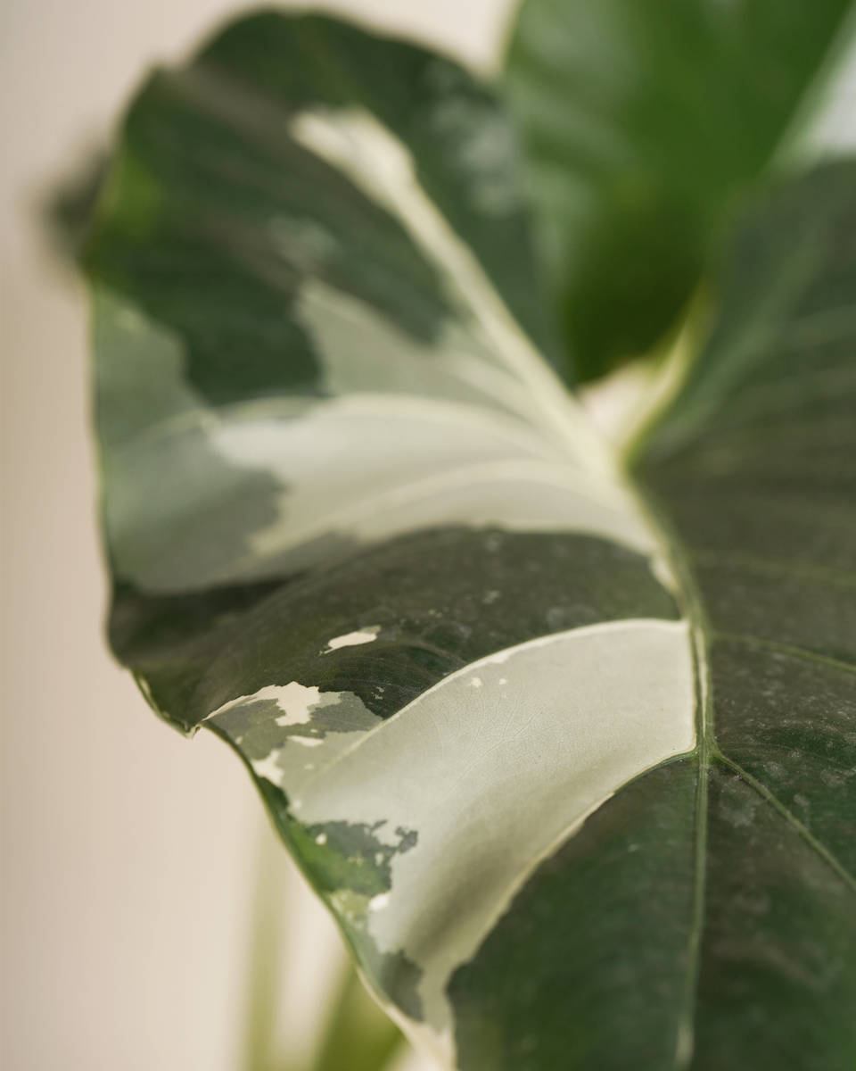 Alocasia Macrorrhiza Variegated ألوكاسيا ماكروريزا فاريغيتد
