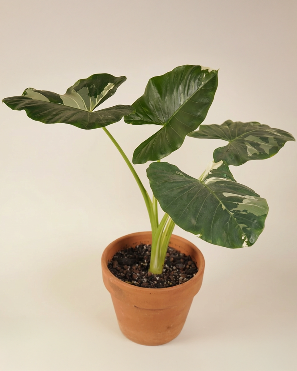 Alocasia Macrorrhiza Variegated ألوكاسيا ماكروريزا فاريغيتد