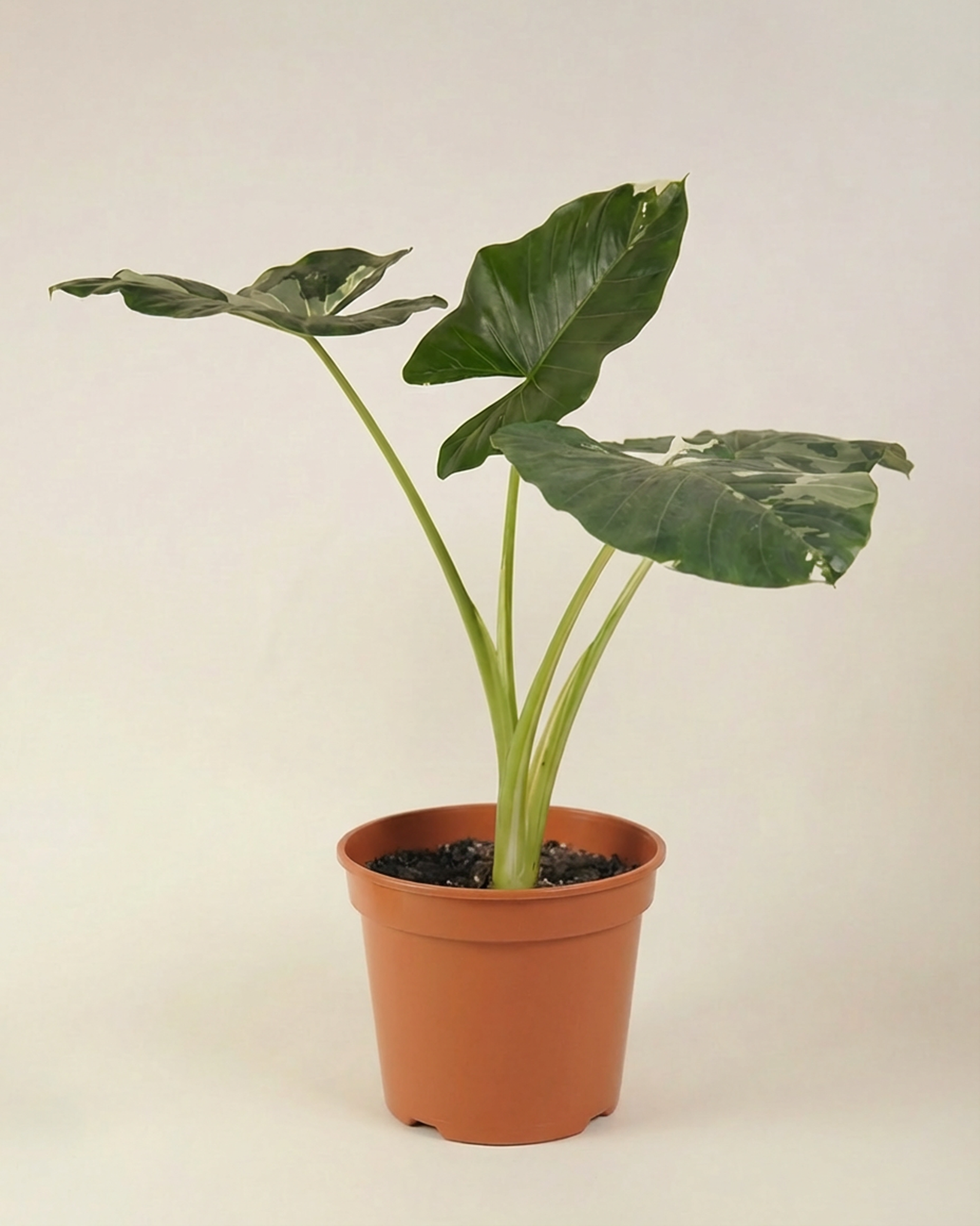 Alocasia Macrorrhiza Variegated ألوكاسيا ماكروريزا فاريغيتد