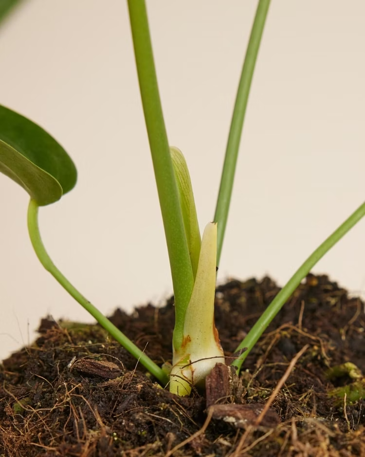 King Anthurium (Veitchii) أنثوريوم كينغ الملك